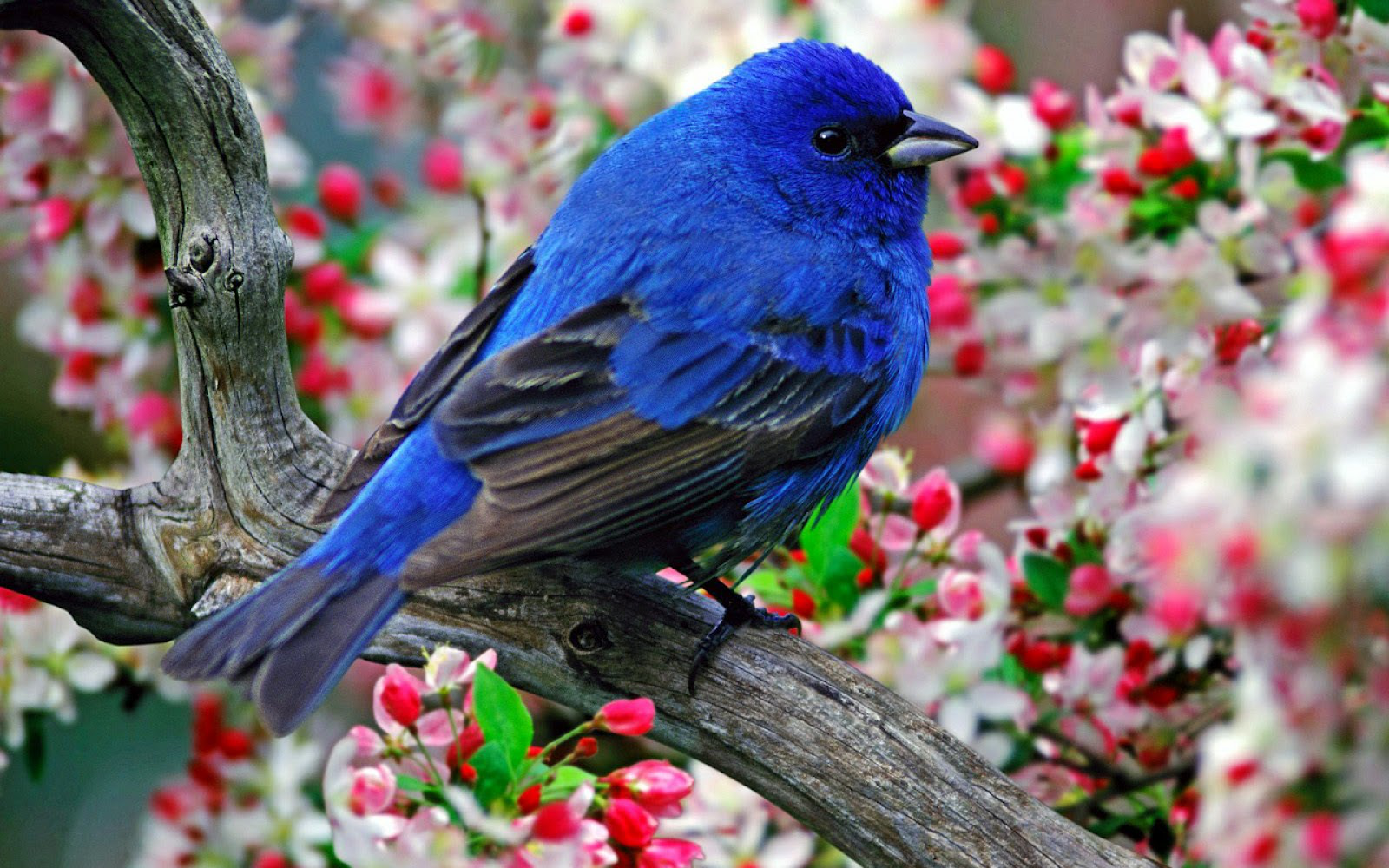 Birds Wallpapers  Top 45 Best Birds Backgrounds Download